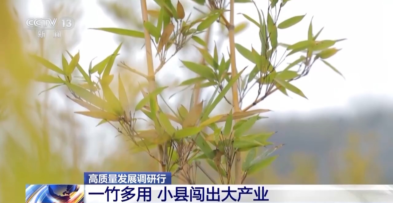PG电子下载高质量发展调研行丨湖南一根根小竹子 如何“撑”起富民大产业(图1)