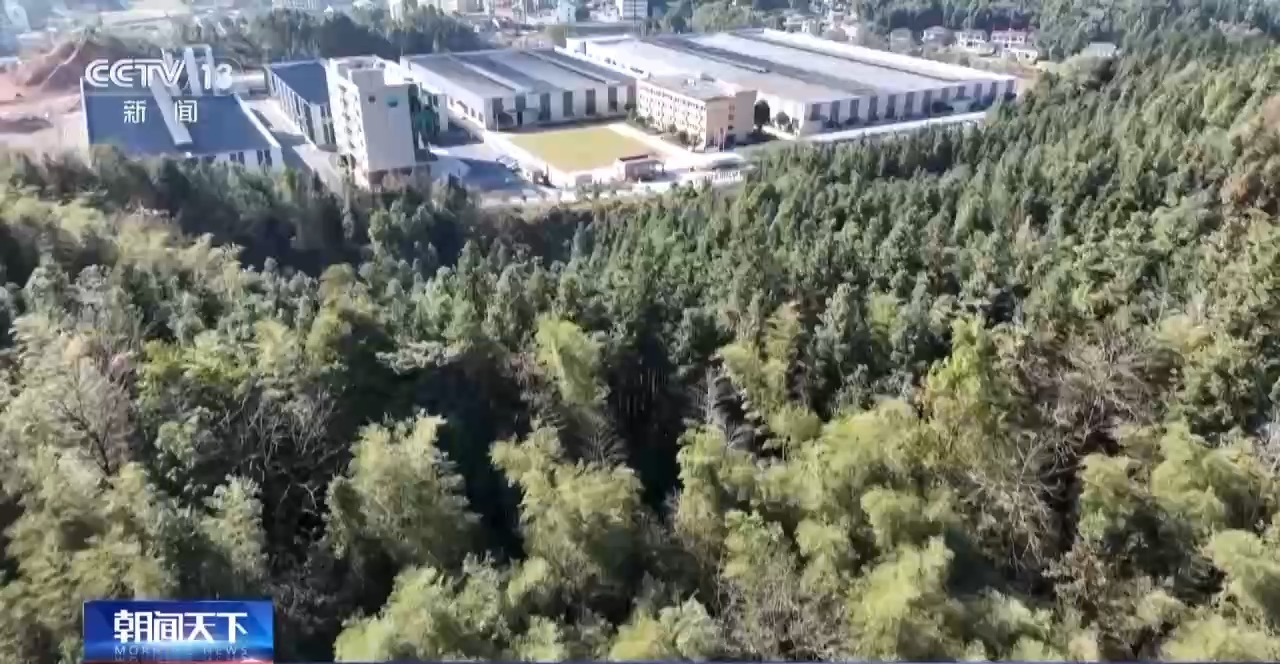 PG电子下载高质量发展调研行丨湖南一根根小竹子 如何“撑”起富民大产业(图4)