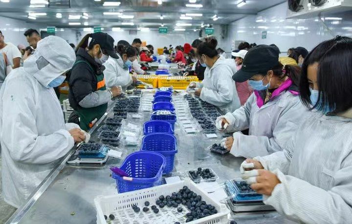 解码“中国新特产”丨新华深开云app读(图12)