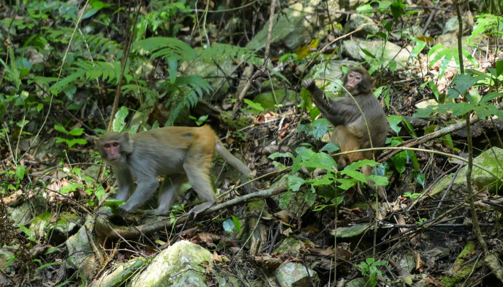习近平总书记关切事｜以林为笔的生态答卷(图4)