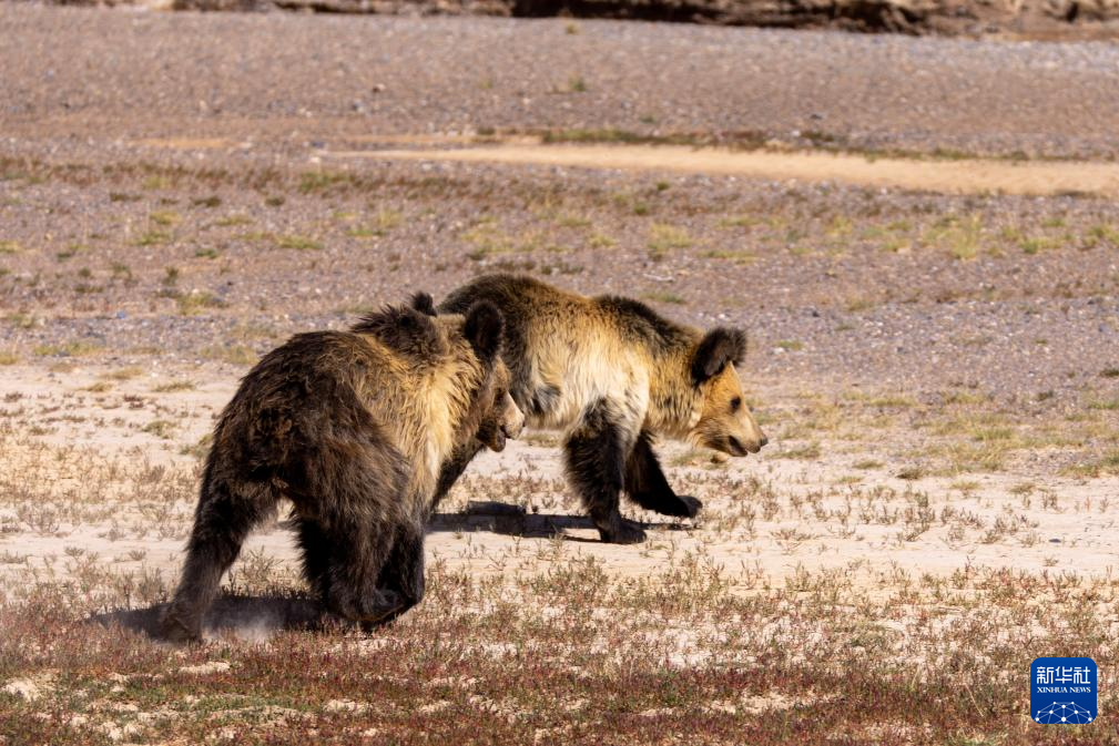 西藏怎么会有棕熊 W020240831582528420756.png
