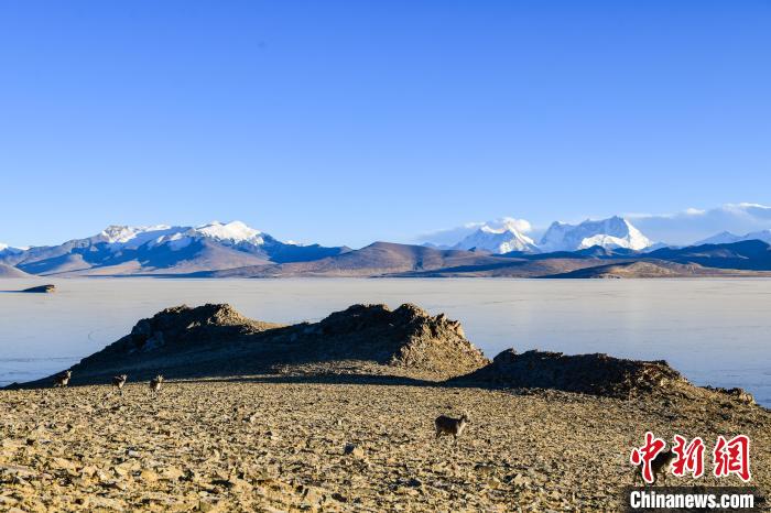 西藏最高海拔是哪个市 W020240906344754626810.jpg