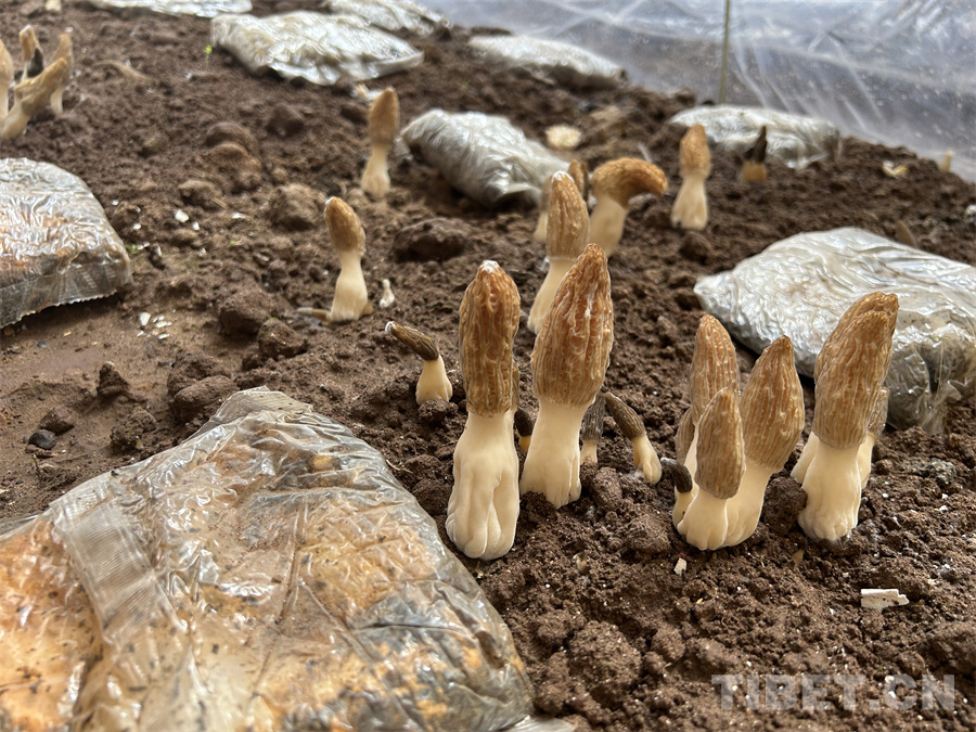 唱响冬忙欢乐颂——西藏昌都积极探索羊肚菌反季节栽培(图2)