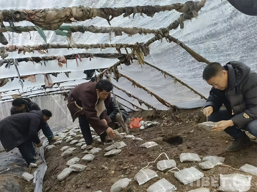 唱响冬忙欢乐颂——西藏昌都积极探索羊肚菌反季节栽培(图3)