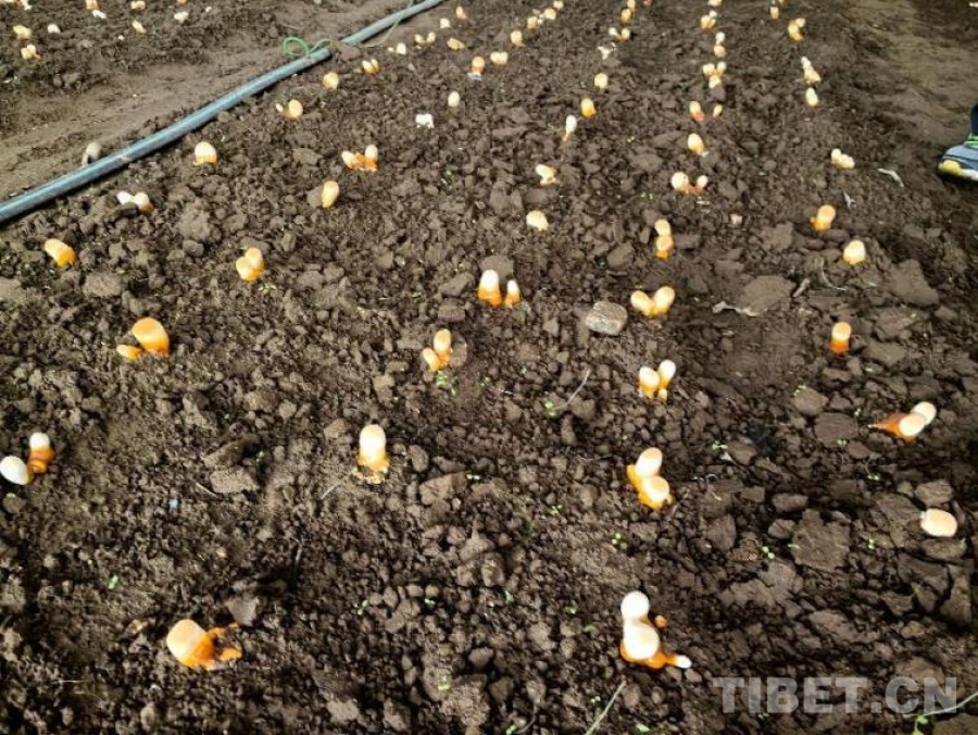 米林红太阳白肉灵芝基地：特色产业发展带动群众增收致富(图2)