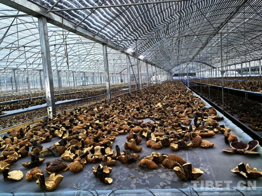 米林红太阳白肉灵芝基地：特色产业发展带动群众增收致富(图4)