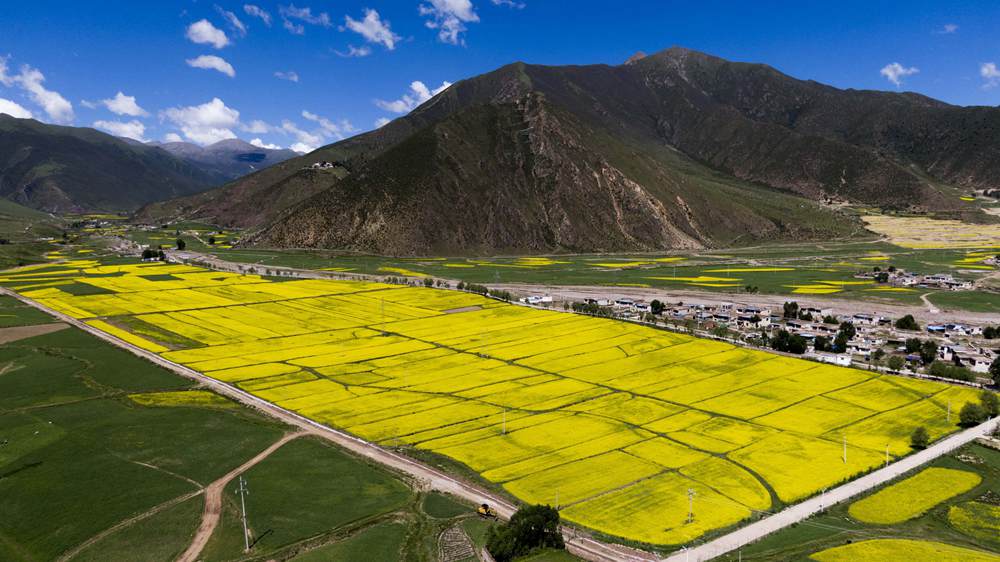 西藏墨竹工卡县油菜农田。