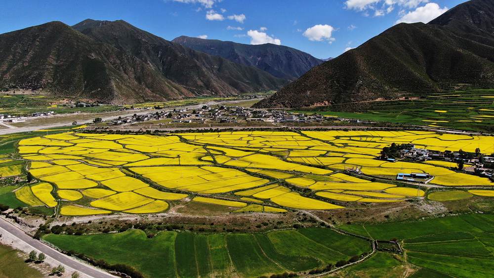 西藏墨竹工卡县油菜农田。