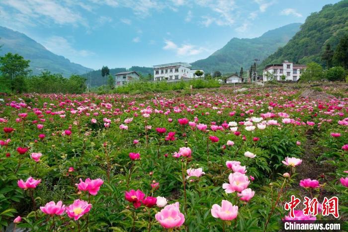 平武县黄羊关藏族乡700多亩芍药花迎来盛花期。