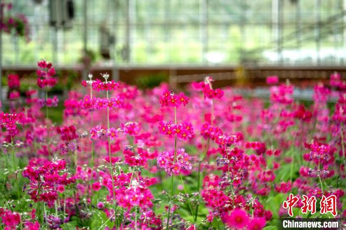 甘孜州康巴高原道孚特色植物园温室大棚里盛开的报春花。　刘忠俊 摄