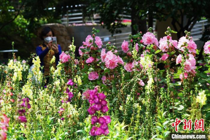 图为市民在西宁园林植物园内赏花拍照。　马铭言 摄