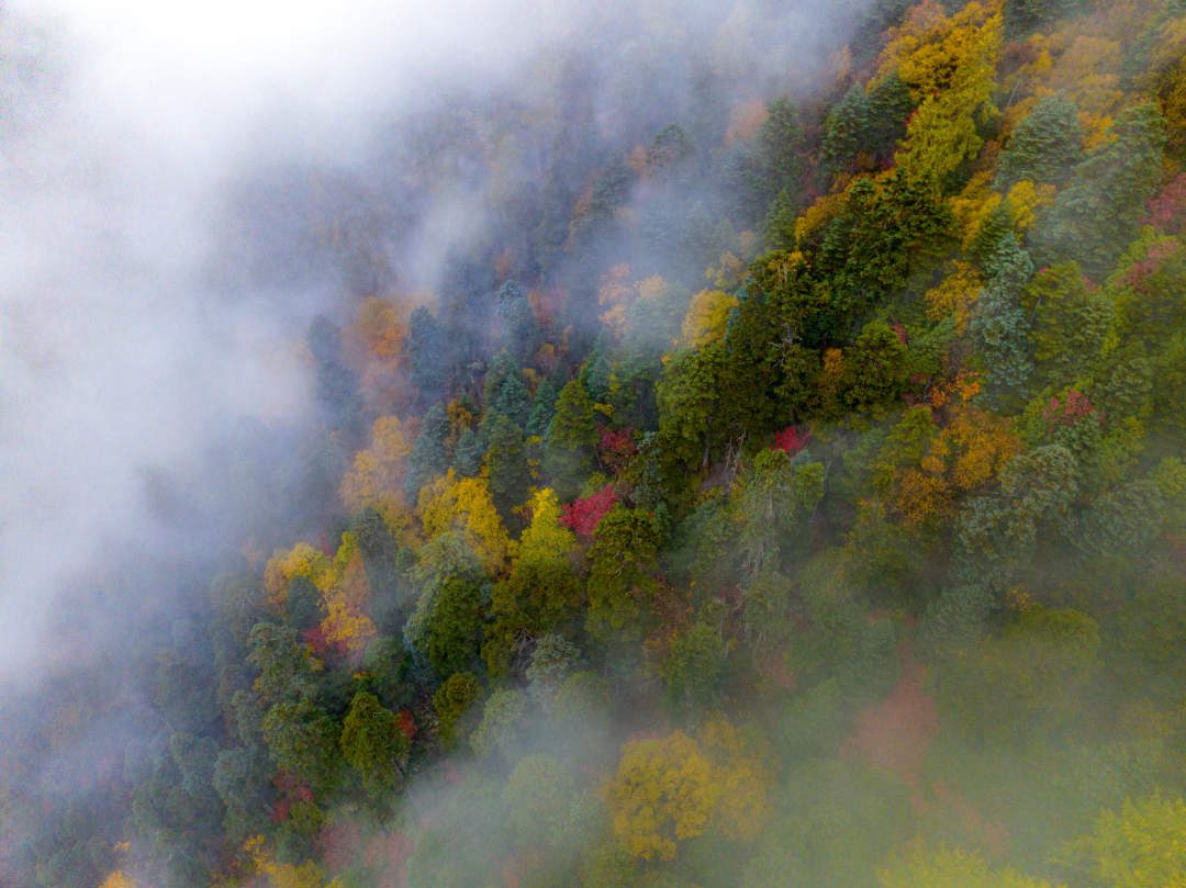 云缠雾绕，层林尽染。