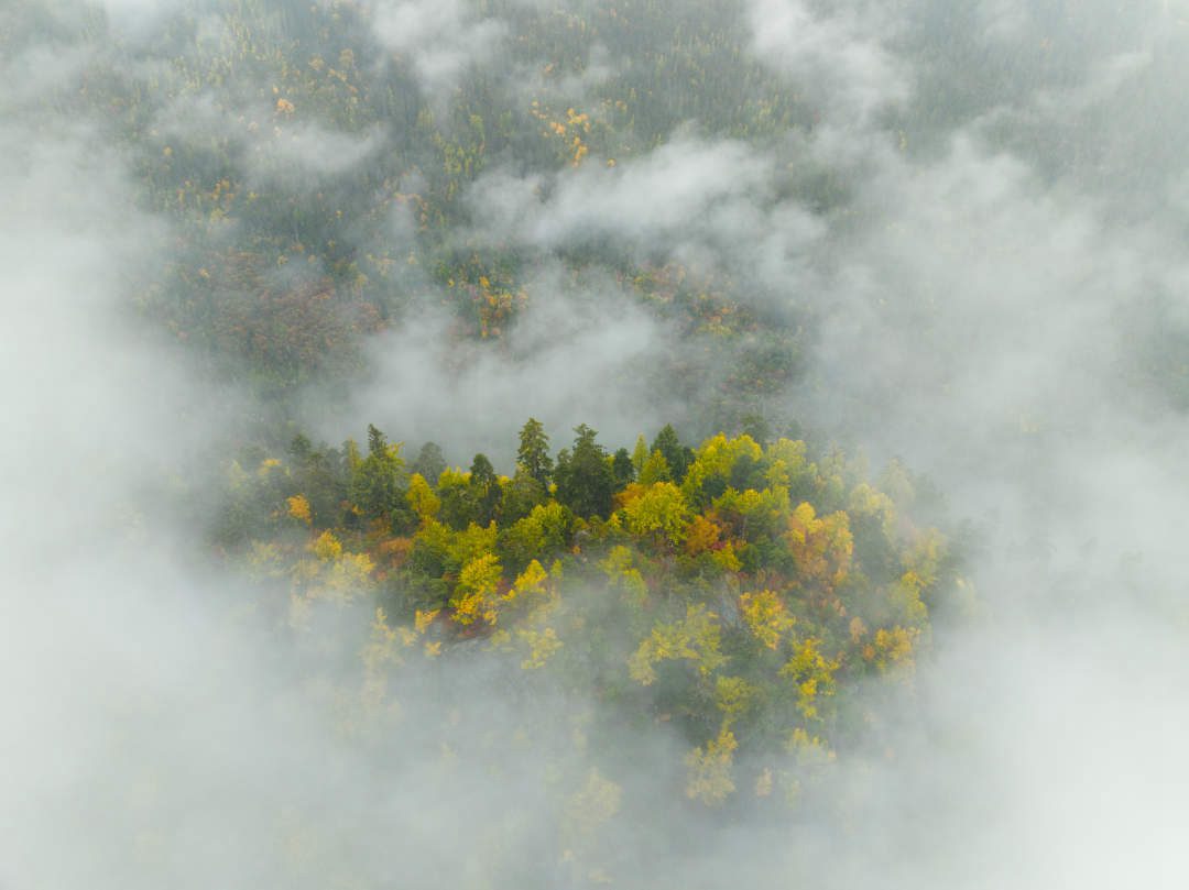 雪山、森林、云雾共同构成一幅绝美的高原画卷。