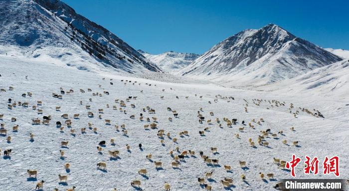 图为羊群在雪地里觅食。　都兰县融媒体中心供图