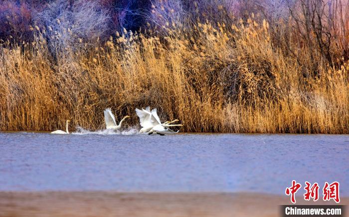 图为起舞的天鹅与碧波荡漾的湖面相映成趣。　简约 摄