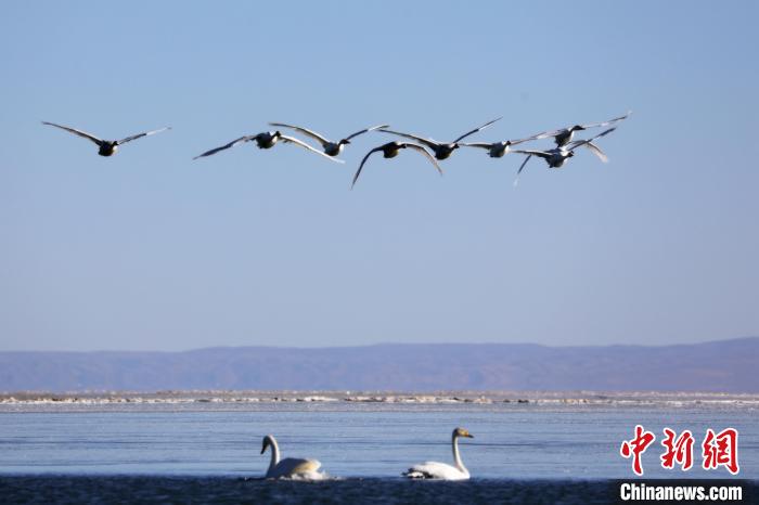 图为大天鹅在青海湖上空飞翔。　马怡睿 摄