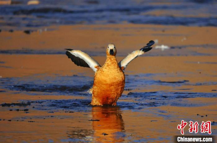 图为赤麻鸭惬意地伸展着翅膀。　白日丁布江才 摄
