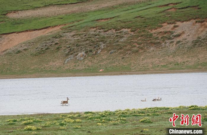 图为藏原羚在扎陵湖中饮水嬉戏。　马铭言 摄