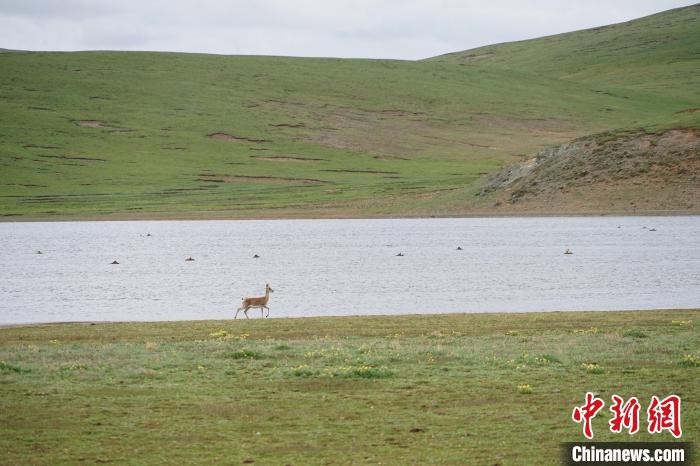 图为藏原羚在扎陵湖岸畔悠闲漫步。　马铭言 摄