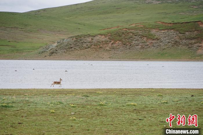 图为藏原羚在扎陵湖岸畔奔跑跳跃。　马铭言 摄
