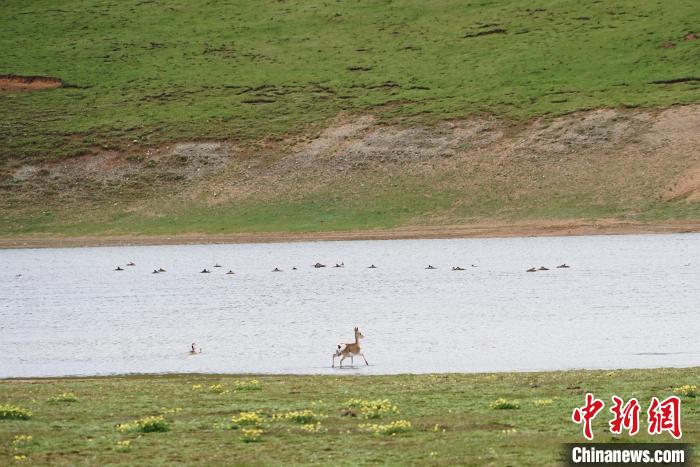 图为藏原羚在扎陵湖中饮水嬉戏。　马铭言 摄