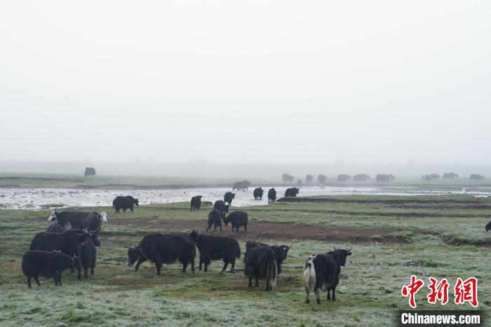 图为成群牦牛在草滩上觅食、漫步，宛如静美水墨画。　马铭言 摄
