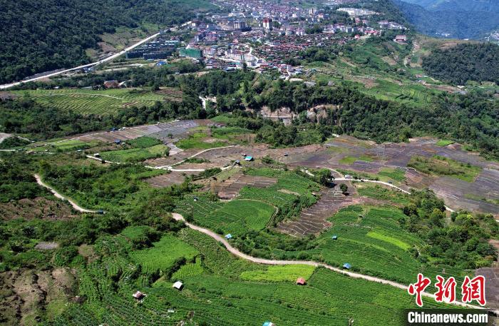 图为西藏林芝市墨脱县城附近的茶田。(无人机照片) 李林 摄