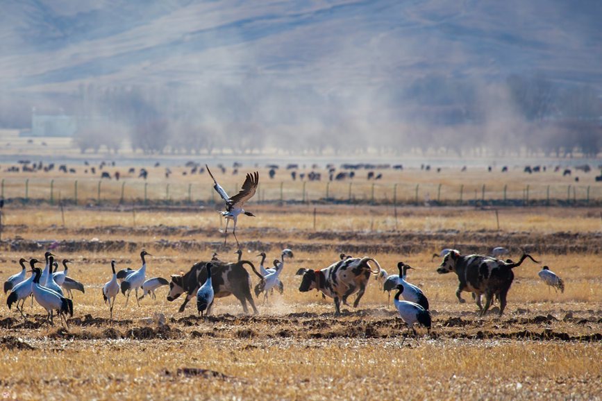 西藏拉萨市林周县春堆村的黑颈鹤。南木加摄