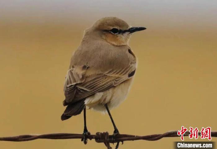 柴达木盆地可鲁克湖-托素湖自然保护区鸟类名录增至124种