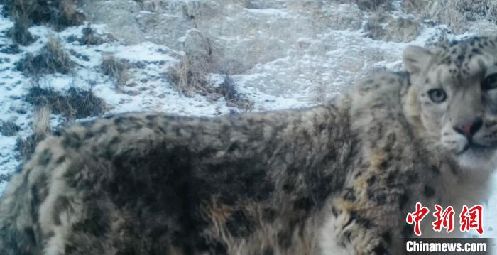 青海茫崖近距离拍到野生雪豹清晰影像