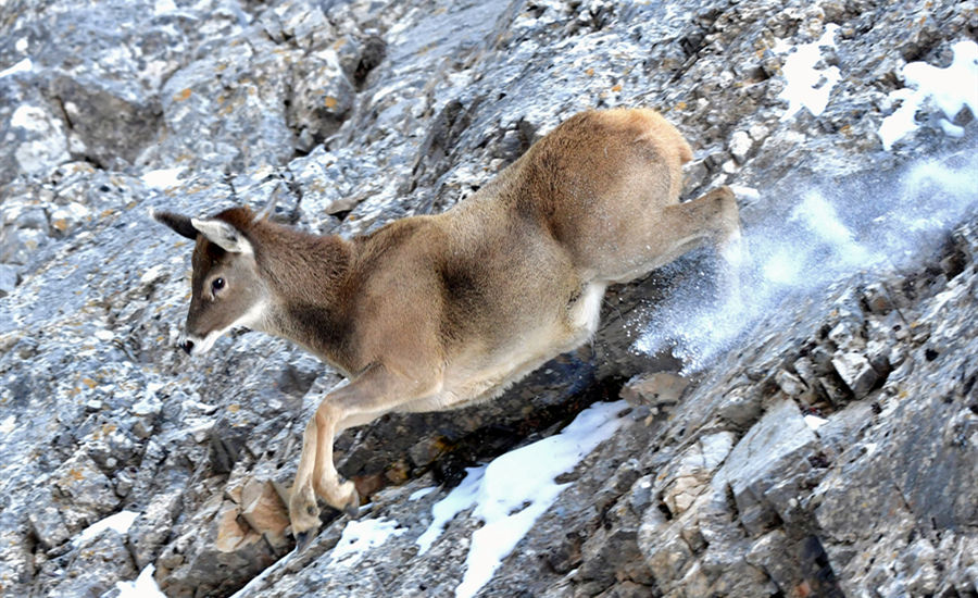 活跃在青海省海西州柏树山的白唇鹿。巴图那生摄
