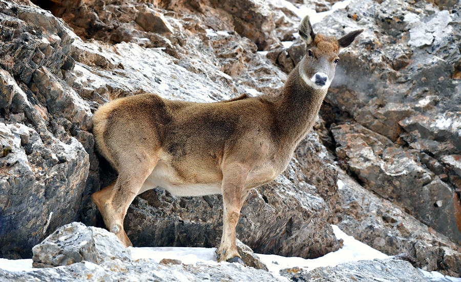 活跃在青海省海西州柏树山的白唇鹿。巴图那生摄