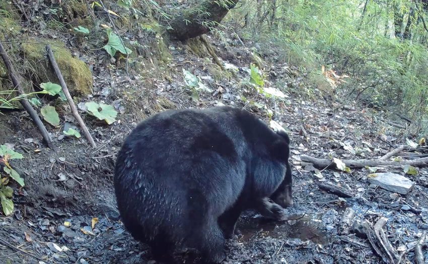 亚洲黑熊。凉山州委宣传部供图