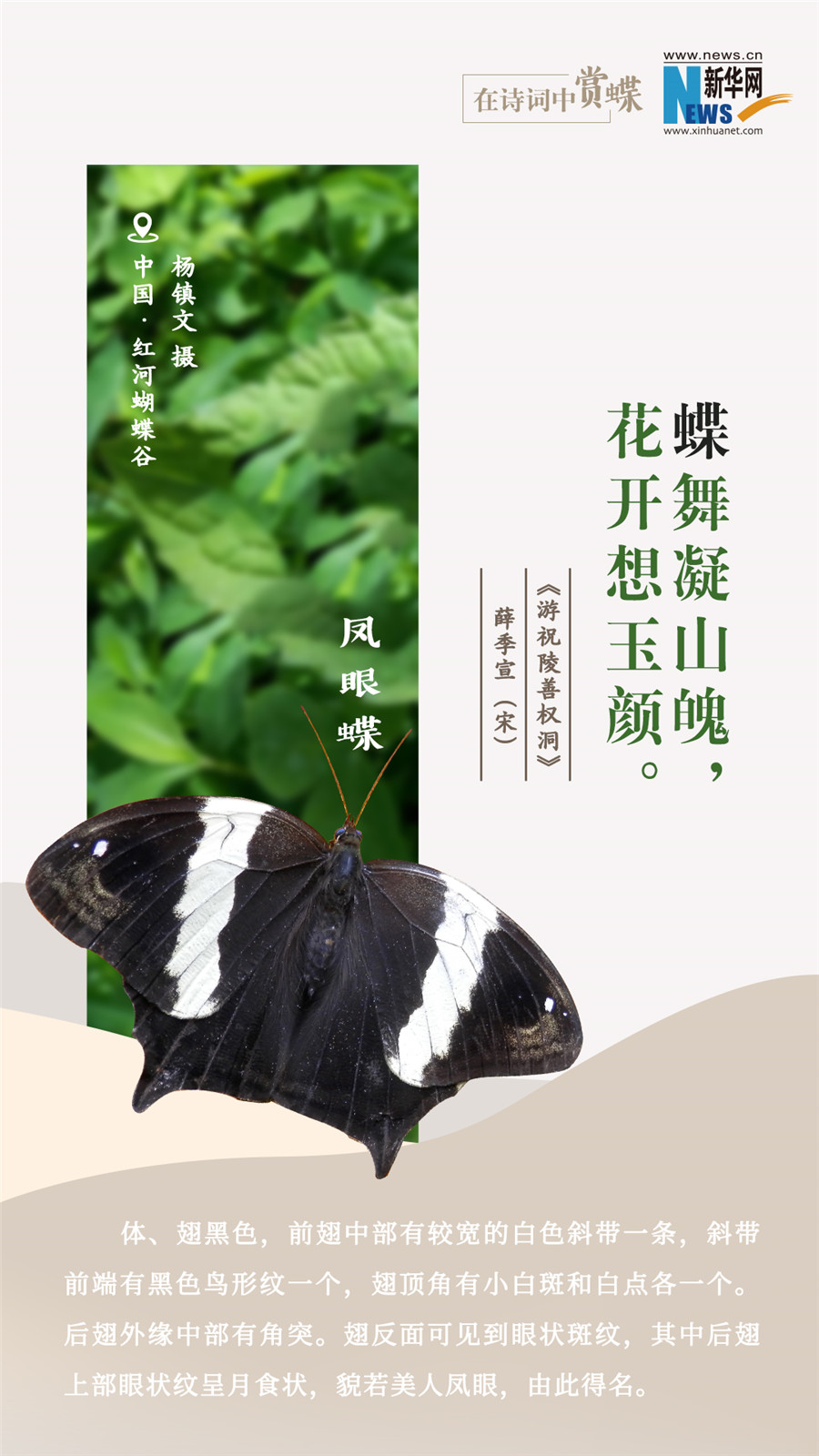 创意海报|在诗词中赏蝶：翩翩舞态 诗以咏蝶