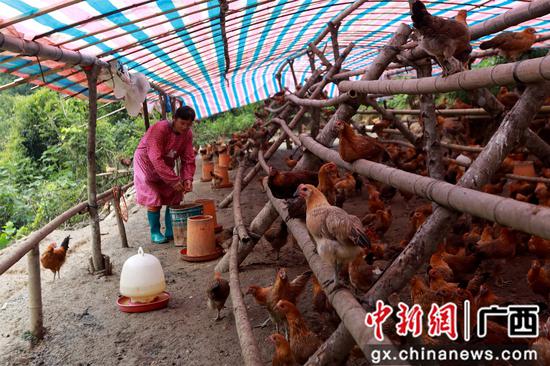 7月16日，在广西融安县大坡乡福下村，肖益群正在饲养土鸡。