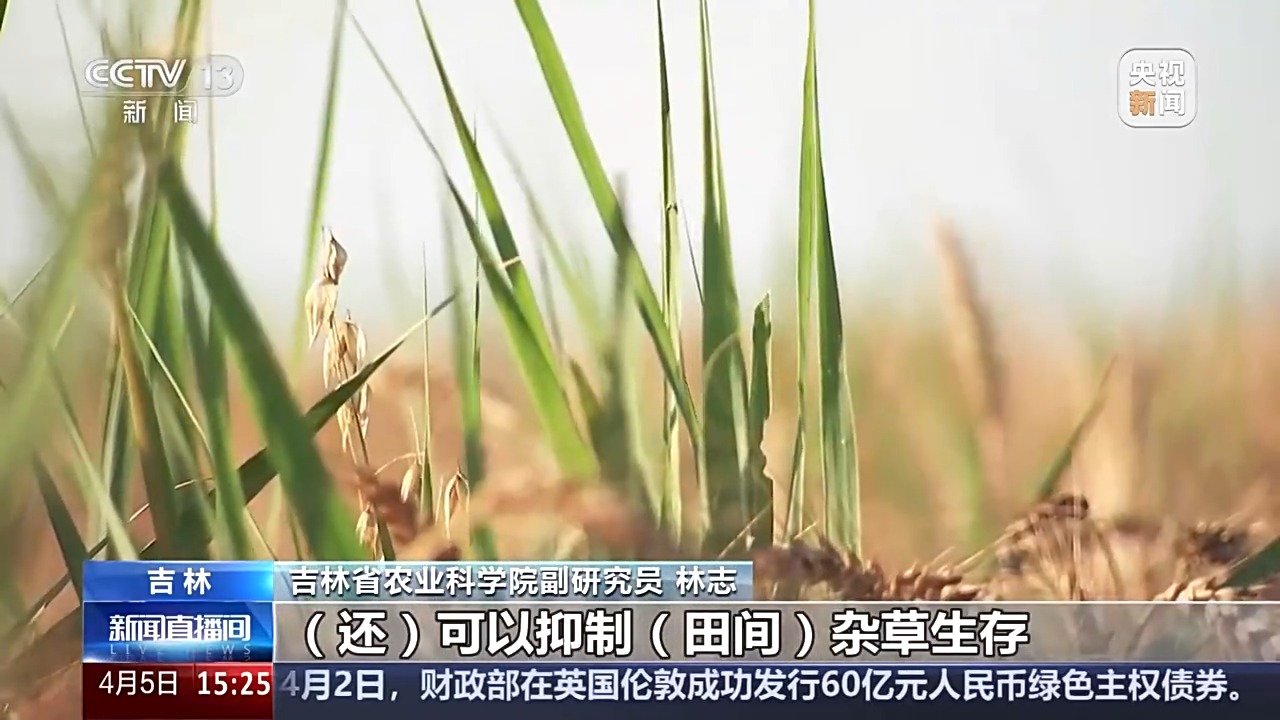 文化中国行丨播种“冰麦”“龙王”巡游智能养蚕 他们这样过清明→(图4)