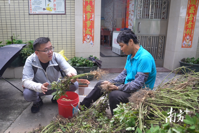 土地组成员张国强一边帮村民做农活一边聊天。