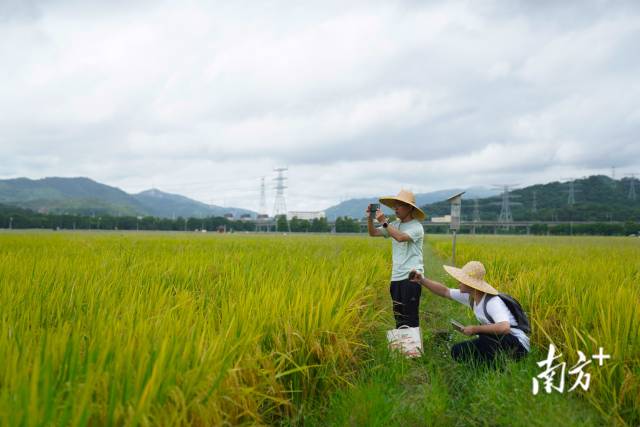 文化组的两名成员正在给稻田拍照。