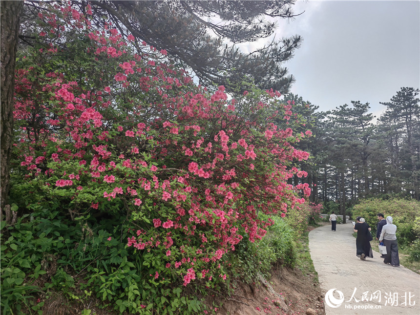 龟峰山顶目前还有部分杜鹃在开放,像站好春天“最后一班岗”。人民网记者 郭婷婷摄