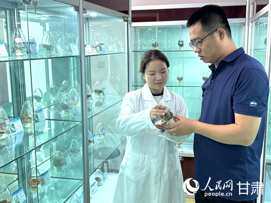 赵祜（右）与同事在种质资源保存室查看青海云杉种子。人民网记者 焦隆摄