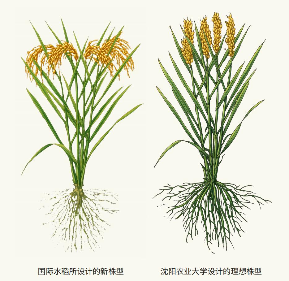 沈阳农业大学设计的理想株型（右）。沈阳农业大学供图