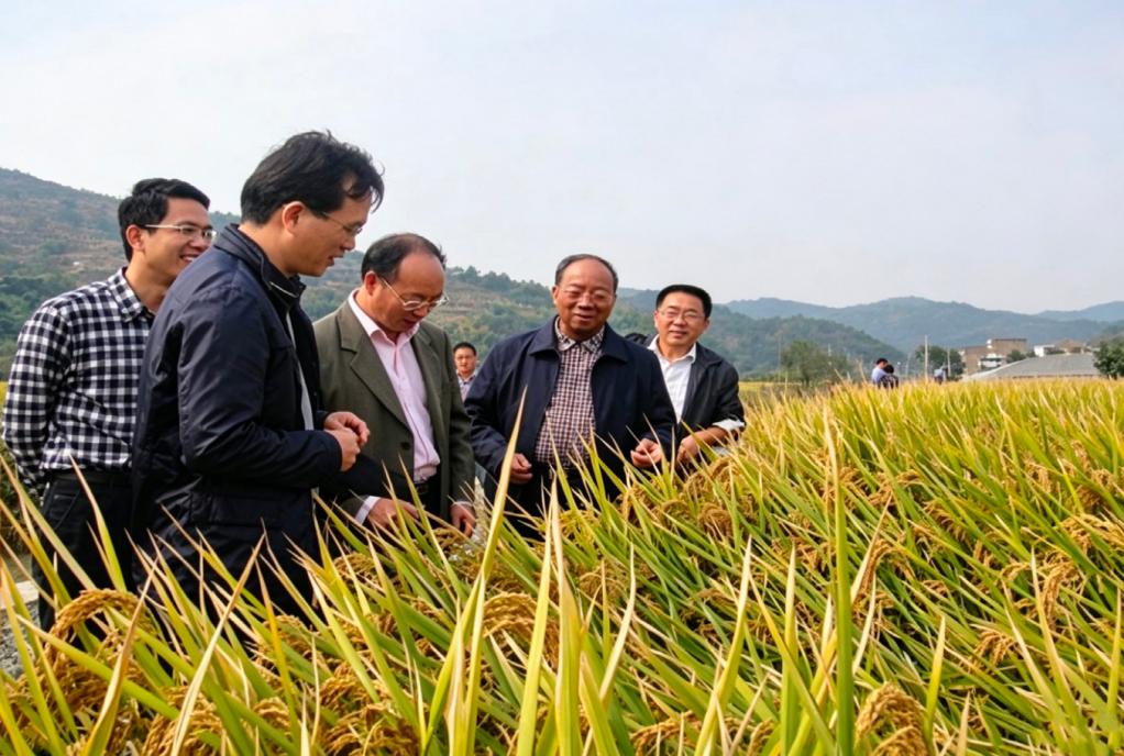 2015 年，浙江宁海，谢华安专家组对籼粳杂交稻春优927验收，平均亩产1015公斤。沈阳农业大学供图