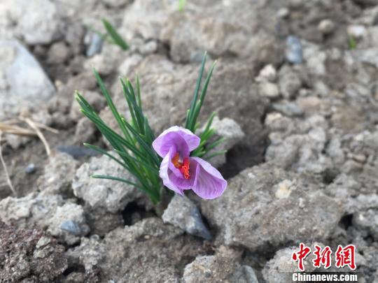 藏红花原产地竟不是西藏?但现在种植成功了