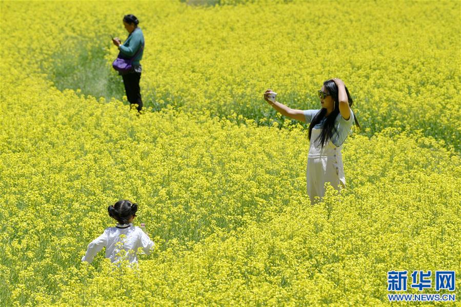 （新华视界）（4）西藏扎囊：油菜花开金灿灿