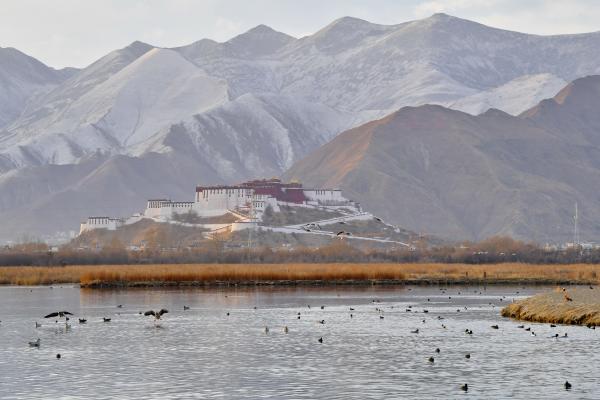 拉鲁湿地 鸟的乐园