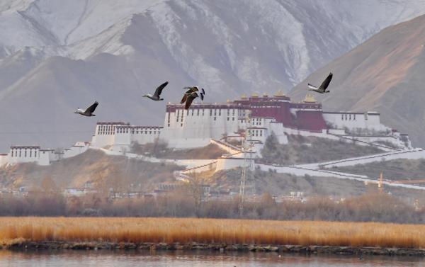 拉鲁湿地 鸟的乐园