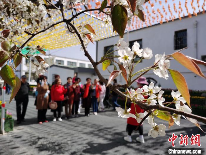 青海高原迟来的“赏花季”：百年梨园举目皆春色