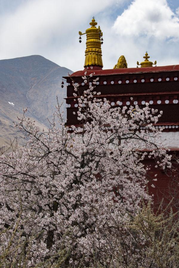 西藏：山寺桃花