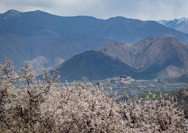 西藏：山寺桃花