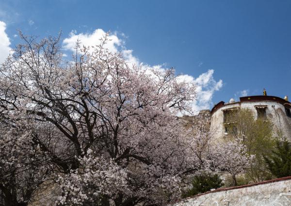 西藏：山寺桃花